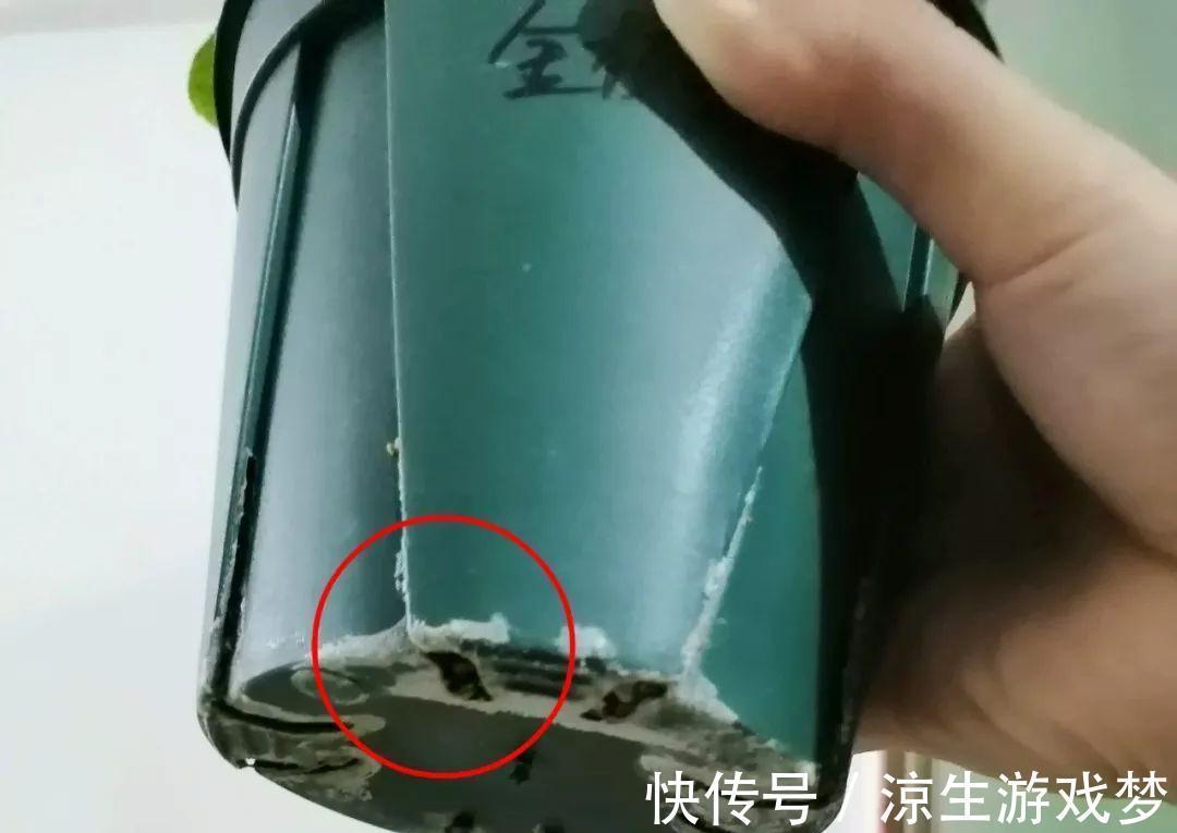花盆里出现这东西，赶紧换土，不然一浇水就烂根