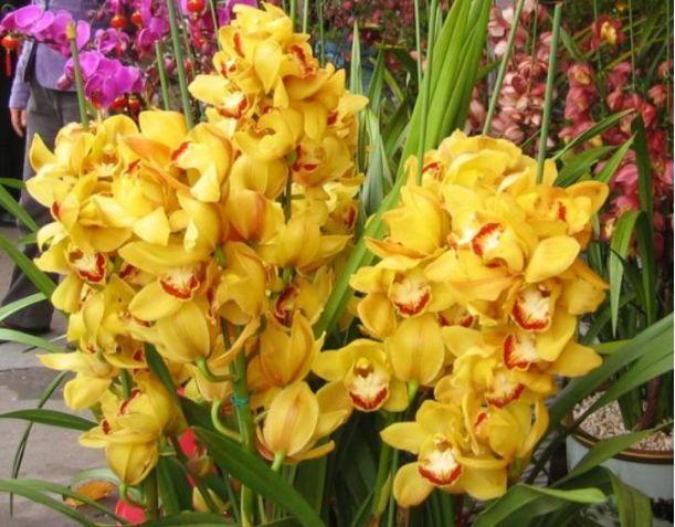 养这些花,花开超级美,花朵美艳迷人眼,花香四溢飘满屋