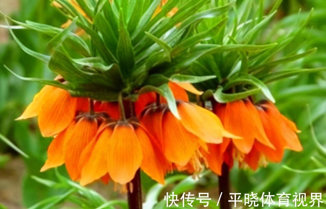 健康长寿|想长寿要先会吃,3种食物离不开,补充营养,有益健康!