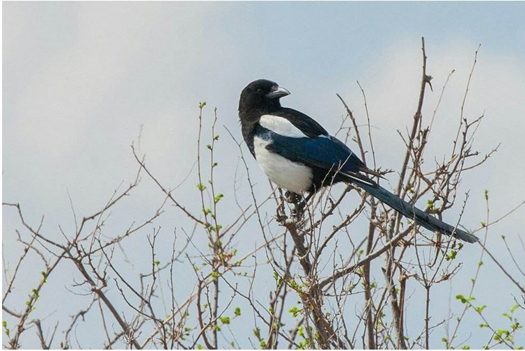 a656|农村俗语“五喜不请自来,家中能人辈出”,分别是指哪五喜?