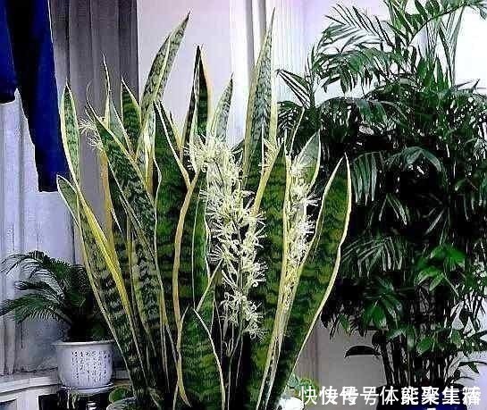 养护|春养虎皮兰,4点“伺候好”,才能长高高,开花特仙气,好运临门!