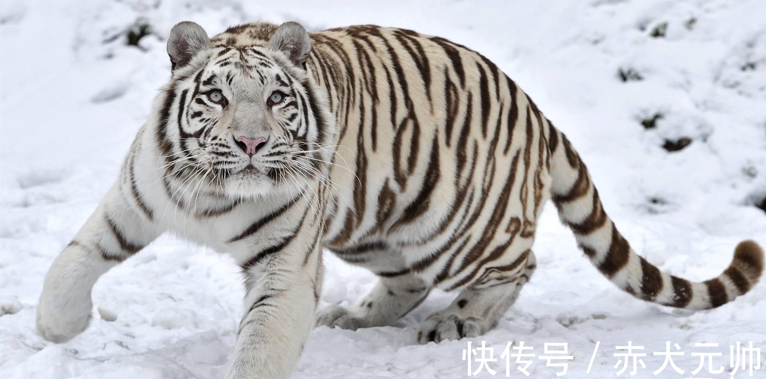 星象#虎年说虎,四兽之中人们最喜欢的不是青龙,而是白虎,原因何在?