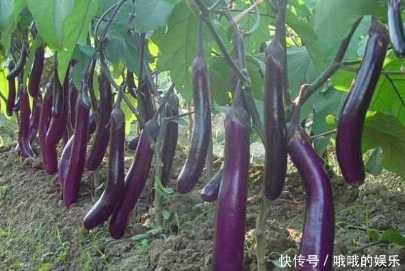 鄉下菜地里茄子根，它的藥用價值高，但農村很多人都忽略了