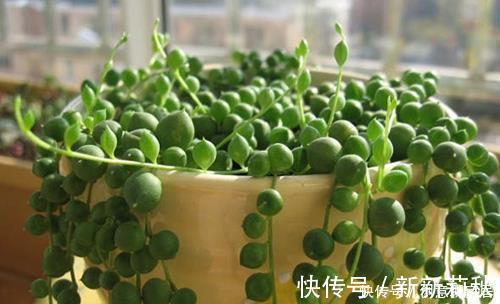 多肉|5种漂亮多肉,寓意美好,生机勃勃,是家庭盆栽佳品!