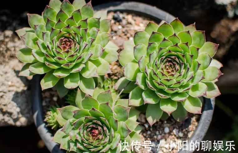 群生|多肉侧芽少怎么办?试试这3种方法,操作简单,爆头效果好