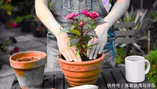 1种东西,人人都见过,砸碎晒一晒,养花盆里加一勺,叶绿花也多!