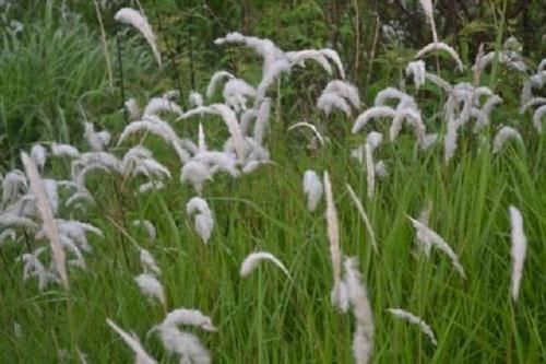 中草药|农村1种奇草,长有白须随风飘摇,茎干无用,但根茎却是宝贝中药