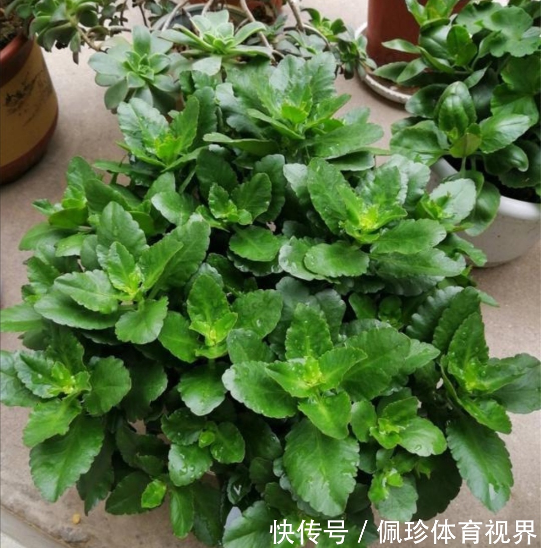 芦荟|耐干旱的5种花，夏天就怕多浇水，容易烂根黄叶