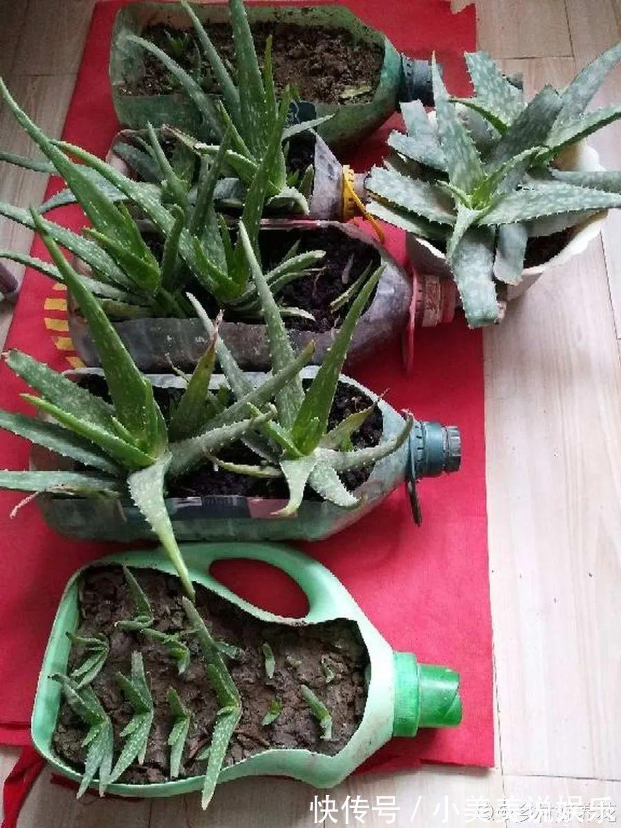 给这花换盆,土里扒出30个崽,根本不用扦插!