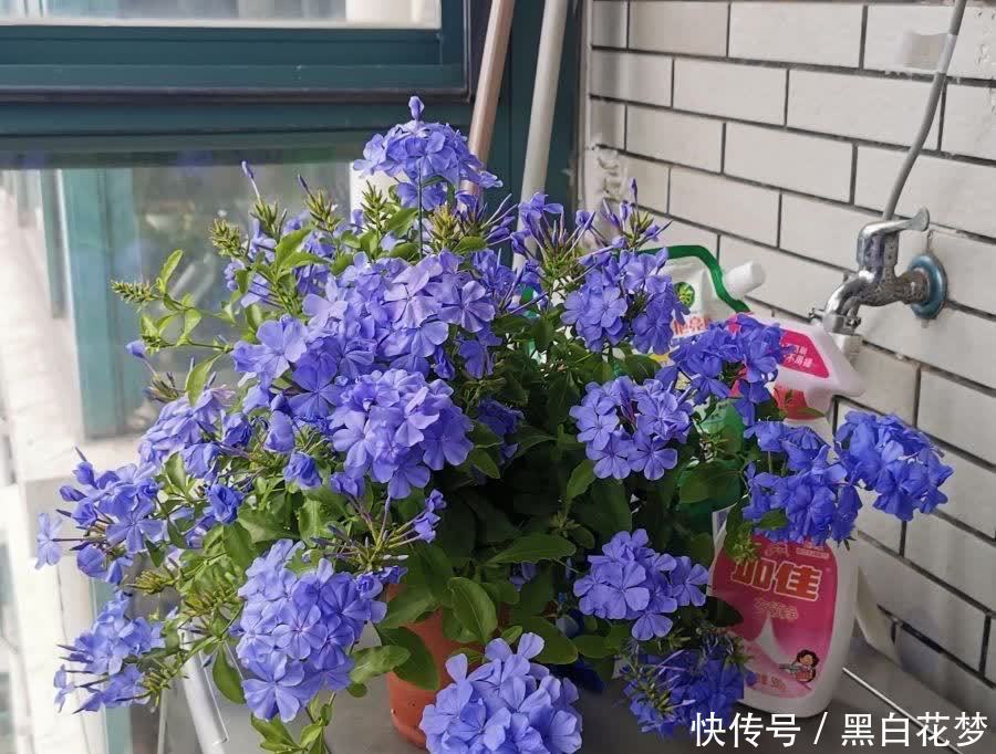 有5种花,很好养很勤花很优秀,种阳台露台上非常美