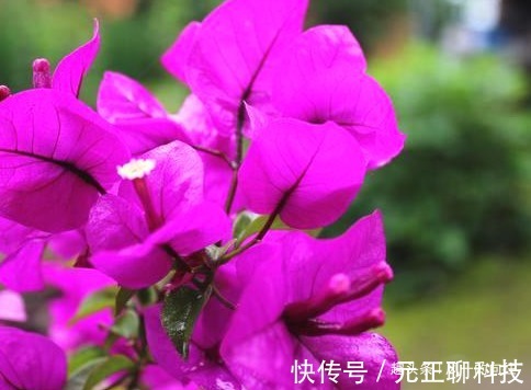 家养三角梅学会这3招,枝头长满小红花,繁花似锦美极了!