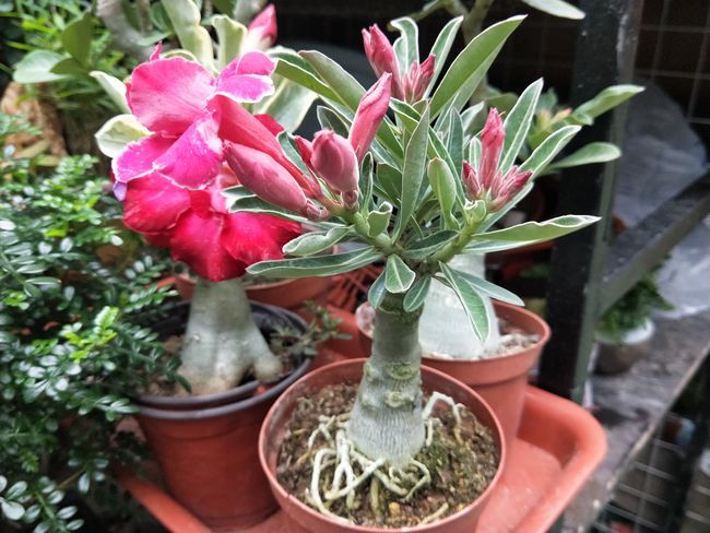 种植植物除“病虫害”之外,注重以下5种因素,避免出现长势不良