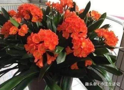 君子兰是个“小油鬼”，6个月吃一次，叶子宽大，花也多