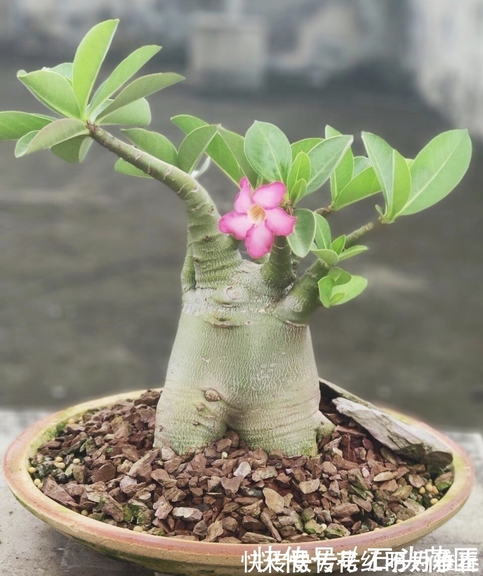 进入深秋,4种花要“旱着养”,水浇多了就烂根,真是帮倒忙