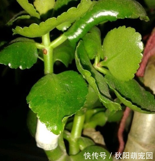 品质|长寿花通过嫁接改变品质,掌握方法技巧,轻松解决问题