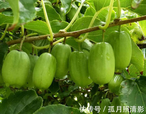 果树|阳台别光养花草,种2棵果树,沾土就能活,新手也会养