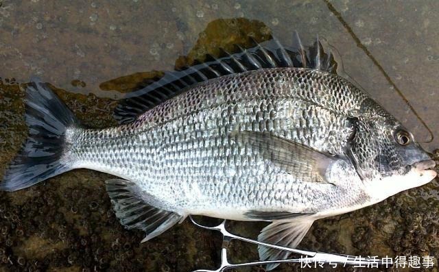 5种公认最好吃的海鱼,识货的抢着买,连老板都会给自己留一两条