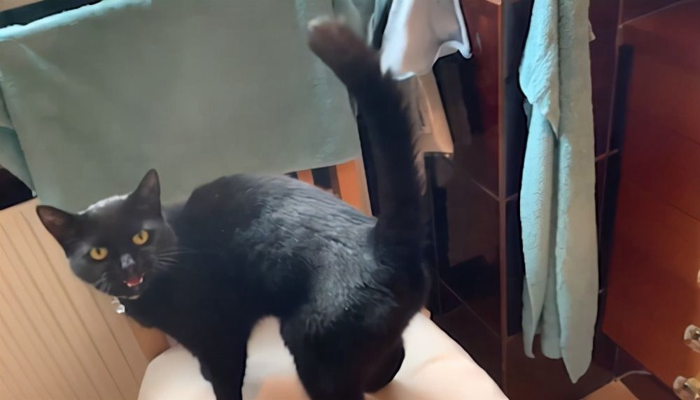 |潜艇里杀蟑螂、人类猫语十级，今年的搞笑诺贝尔奖来了