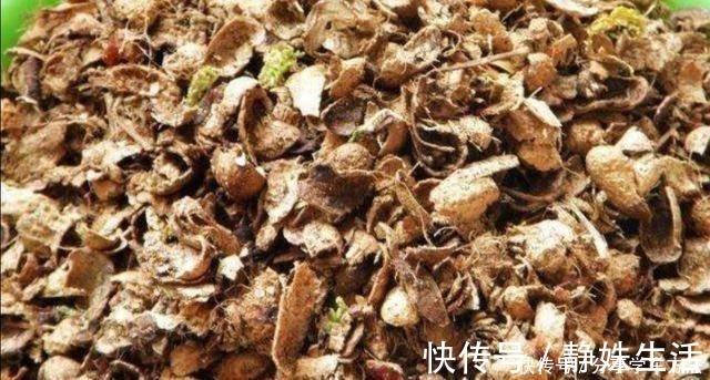 羊粪|君子兰叶子长得好看，花盆里加2种“材料”，肥力充足！