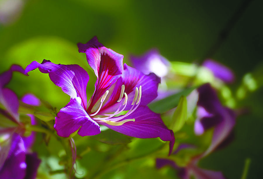 老人冬季室内适合养什么花