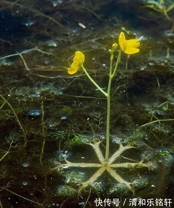 植物界奇葩TOP20，眼界又被刷新了！
