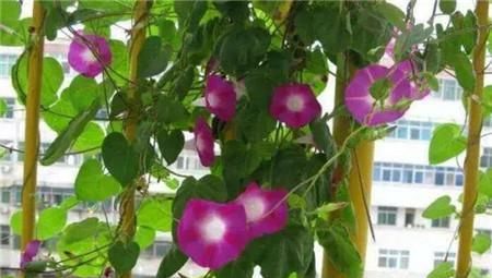  东西|养爬墙花卉，盆底下埋几粒“这东西”，三个月长成瀑布