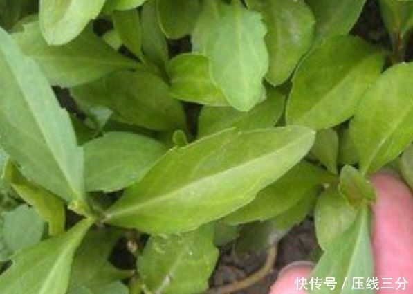 女人不想衰老,推荐吃的食物,补血益气,美容嫩肤