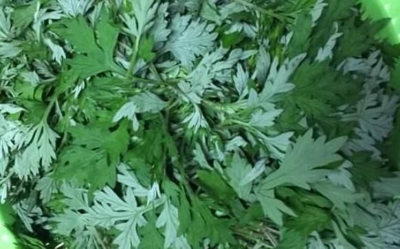 红糖|艾叶是女人的养生草,帮助女人越活越年轻,可惜很少有人知道