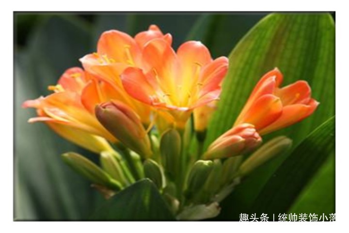 夏天不要用啤酒擦君子兰了，用它才靠谱，叶片油绿又整齐