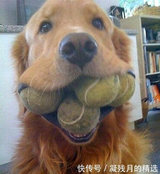 |幽默笑话:一男子做梦,梦到自己在森林里