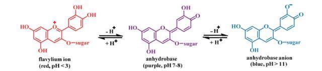 被子植物我就是要开最多彩的花，传最高效的粉！