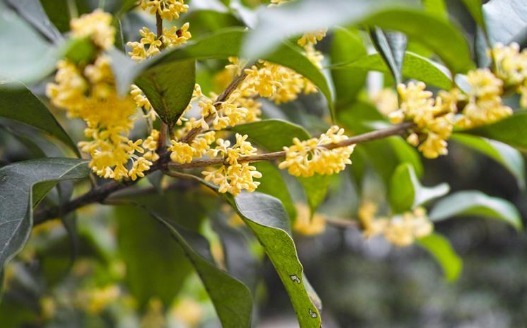 盆栽桂花怎么养养护记住以下3点，枝叶繁茂，花开满园香味扑鼻