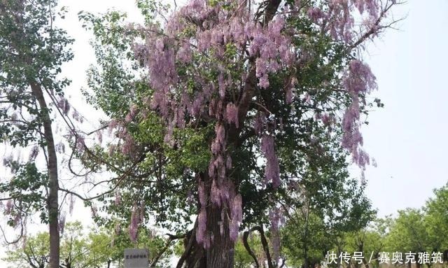 胶东游记：莱阳、海阳和栖霞，都有“紫藤抱古树”的风景