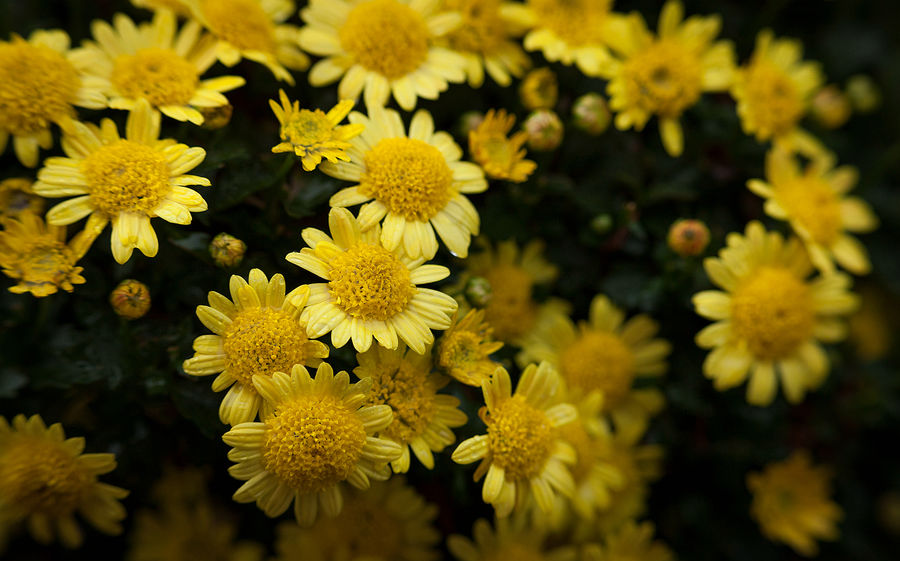 倚树独高歌|28首浣溪沙:落日迟迟风渐起，池塘寂寂影婆娑，闲蝉倚树独高歌