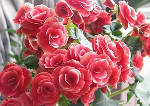 6月养花有讲究 4种花再喜欢也别买 难度夏白费力浪费钱 粉紫色 6月养花有讲究 4种花再喜欢也别买 难度夏白费力浪费钱 粉紫色