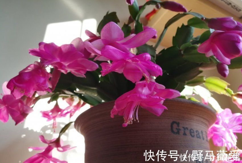 浇水|蟹爪兰叶子软塌，难复花，“根源”在这里，解决后重新饱满猛开花