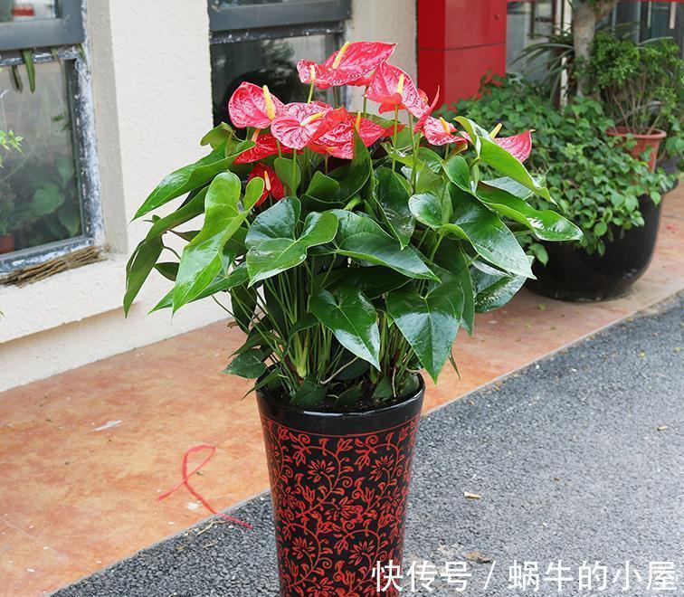 适合10月养的“13种吉祥花”，建议你也养一盆，利健康旺财运