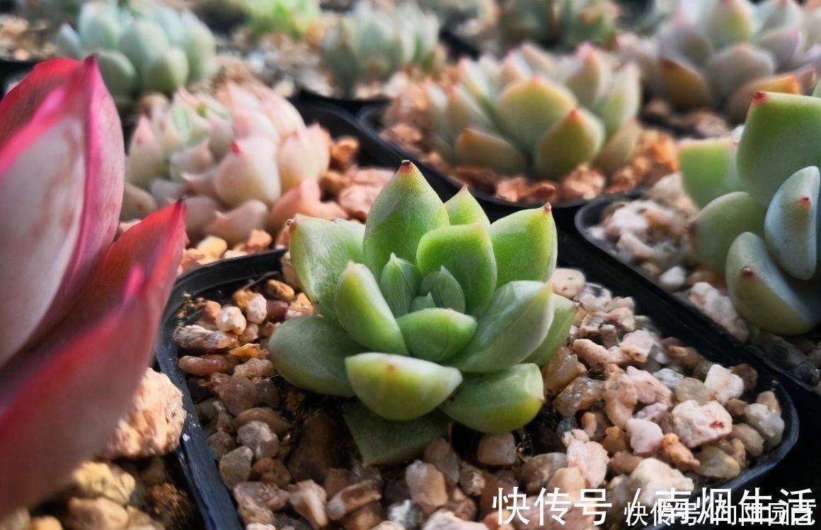 气温|冬季养多肉，“禁区”要知道，老手分享经验，新手养肉不发愁