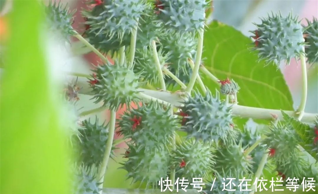 毒药|农村常见的蓖麻,却是暗杀界完美毒药,很多人小时候吃过玩过