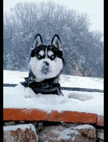 |搞笑GIF:姑娘这么玩,你想笑死我吗?