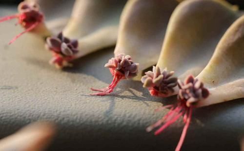 浇水|“养多肉需多晒太阳、少浇水?”大错特错,这3阶段正好一反