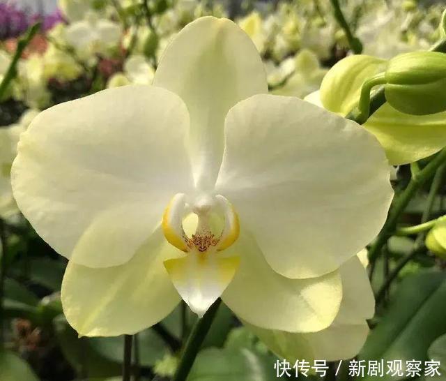 今年最火网红花,一次能开4个月,枝条挂满花蝴蝶!