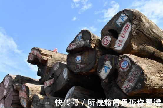 区别|“大果紫檀”“刺猬紫檀”你还在傻傻分不清吗?6种方法学会区别!