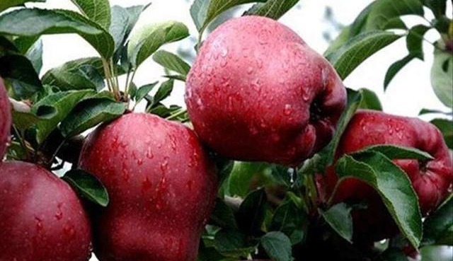 红背菜红背菜|会吃的人最健康，3种食物经常吃，调理肠胃，排毒消脂，增强体质