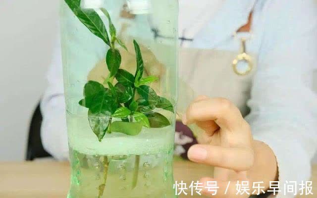 屋子里养花，要有9个讲究，这些是老一辈的经验，做错“难养活”