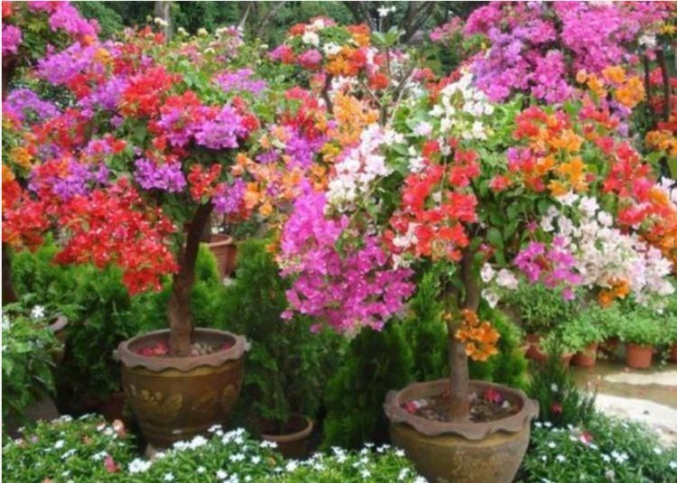 3种花太漂亮了，四季都开花，花型美丽，养护简单，很适合阳台种植
