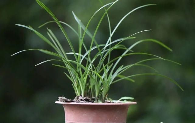 叶面肥|兰花怎么施肥?简单实用的4种方法,养好兰花不再难