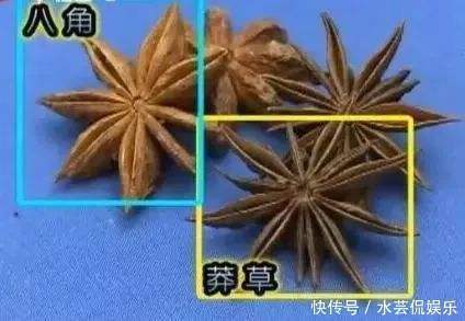 假八角|市场上的一种“假八角”，含有很大毒素，希望没有出现在你家厨房