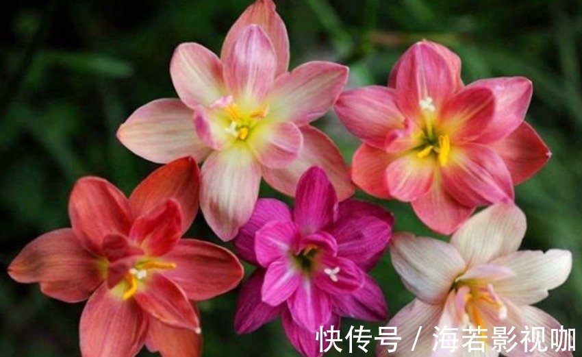 4种“漂亮”的花，便宜又好养，10块钱“两盆”，每天有花赏！