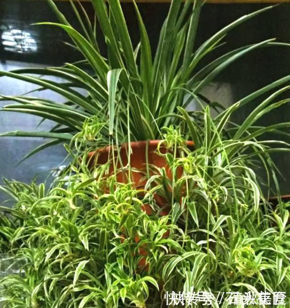花盆|家里“4种东西”变质，埋在花盆里都“好肥料”，根壮、叶子绿